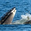 Harbour seal finds itself in the mouth of a Humpback whale in BC waters