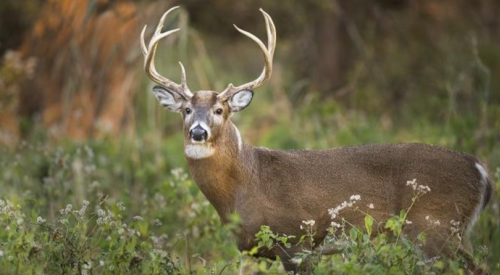 BC Wildlife Federation calls for 'aggressive' action after 4th chronic wasting disease case confirmed