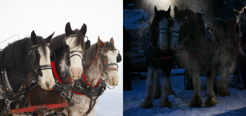 Go on a festive sleigh ride this Christmas with Horse Drawn Okanagan